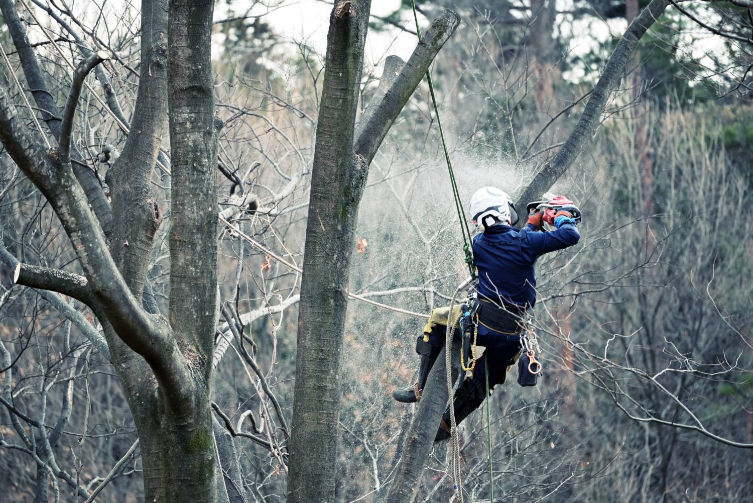 有限会社山口林業 – 山梨県で木の伐採はお任せください